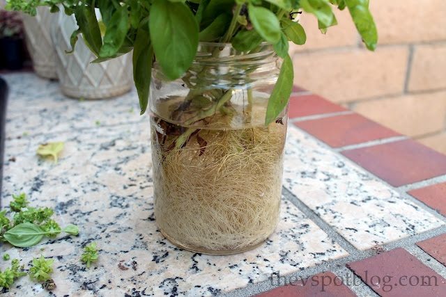 Grow Basil from Cuttings!