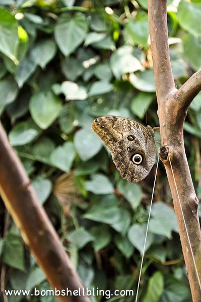 Butterfly House 2013-20