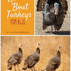 All About Turkeys: A Turkey Roundup of Food, Activities, and More for Kids